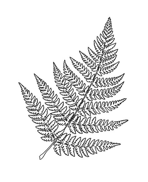 Small Dope Tattoos, Pnw Tattoo, Fern Tattoo, Leaf Outline, Fern Pattern, Tattoo Graphic, Fancy Art, Fern Leaf, Leaf Drawing