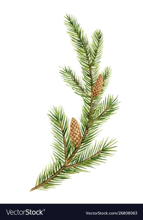 Pine Illustration, Pine Painting, Spruce Branch, Tree Branch Tattoo, Christmas Tree Illustration, Branch Drawing, Watercolor Vector, Branch Tattoo, Christmas Tree Branches