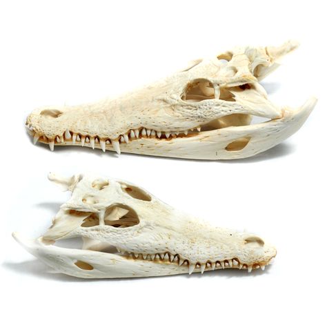 Alligator skull Alligator Skeleton Drawing, Alligator Skeleton, Alligator Head, Alligator Skull, Alligator Sculpture, Skeleton Anatomy, Skeletal, Clay Art Projects, Taxidermy