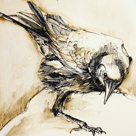 Crows Drawing, Crow Painting, Pen Ink Drawings, Bird Sketch, Quill Pen, Animal Illustration Art, Creation Art, Raven Art, Illustration Pen And Ink