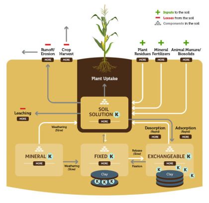 Nutrient Cycling in the Environment Nutrient Cycle, Nitrogen Cycle, Crop Field, Crop Production, Franklin D Roosevelt, Phytic Acid, Soil Testing, The Environment, Soil