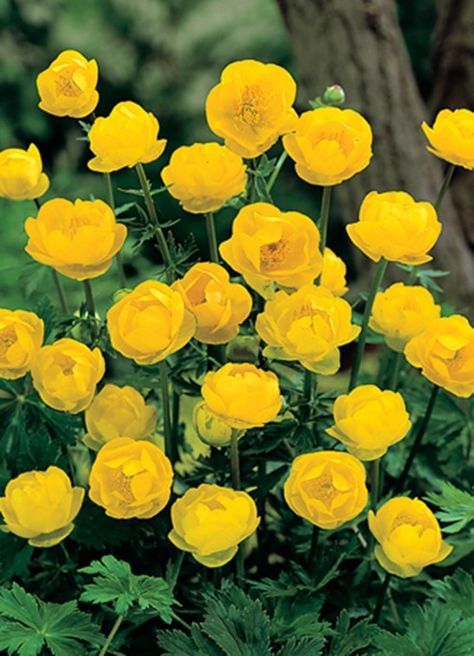 Yellow Monday: Top Ten Yellow Flowers | AnOther Wetland Landscape, Wet Garden, Plants For Ponds, Globe Flower, Beautiful Yellow Flowers, Buttercup Flower, Rock Garden Plants, نباتات منزلية, Yard Plants