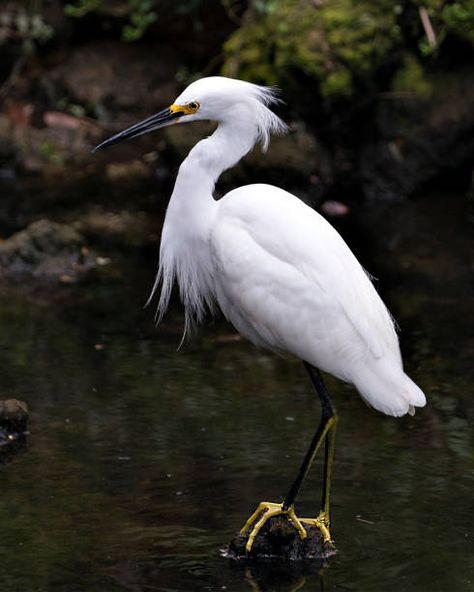 8,528 Snowy Egret Stock Photos, Pictures & Royalty-Free Images - iStock Online Landscape Design, Hummingbirds Photography, Snowy Egret, White Egret, Girl Scout Troop, Bokeh Background, Tiny Bird, Bird Watcher, Catching Fish