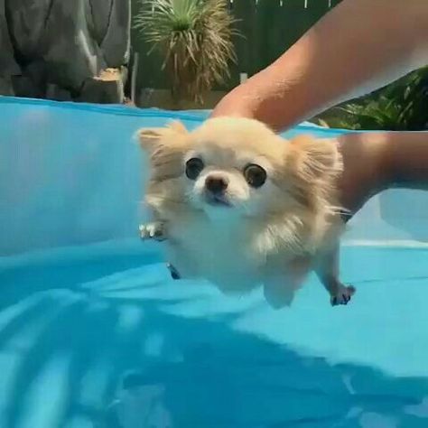 @micucasco Psy Chihuahua, Regnul Animal, Dog Swimming, Baby Animals Pictures, Airedale Terrier, Chihuahua Puppies, Baby Animals Funny, Cute Funny Dogs, Cute Dogs And Puppies