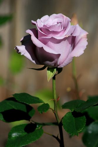 Sterling Silver Rose-In my opinion, this is the most beautiful of all roses. This is definitely my utmost favorite of all roses. They have their own smell and the fragrance is awesome. Photos Of Roses, Long Stem Rose, Kristina Webb, Long Stem Roses, Port Townsend, One Flower, Rose Violette, Rose Photo, Coming Up Roses