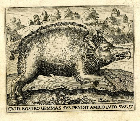 Pig Illustration, Vintage Illustration Art, Representational Art, Old School Tattoo Designs, Season Of The Witch, Wood Engraving, Medieval Art, Old Art, Figurative Art