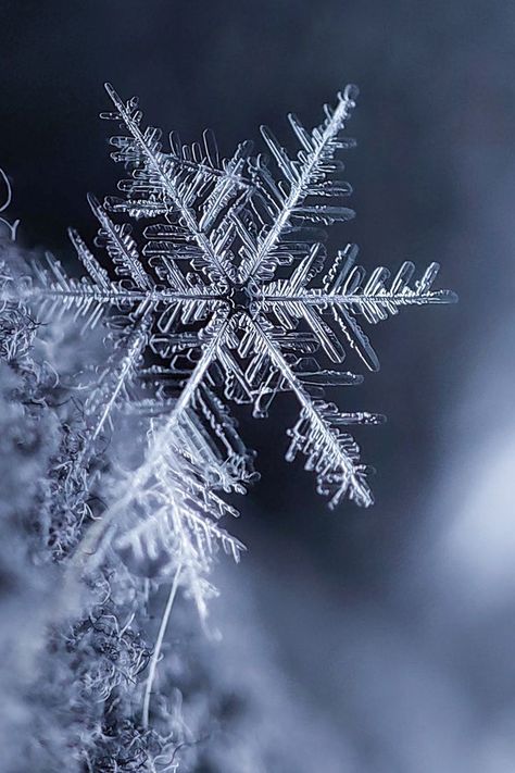 Snowflake Astethic, Snowflake Real Macro Photography, Snowflake Close Up, Snow Flake Aesthetic, Real Snowflakes Photography, Snow Flakes Aesthetic, Snowflake Wallpaper Aesthetic, Snowflakes Aesthetic, Snowflake Real