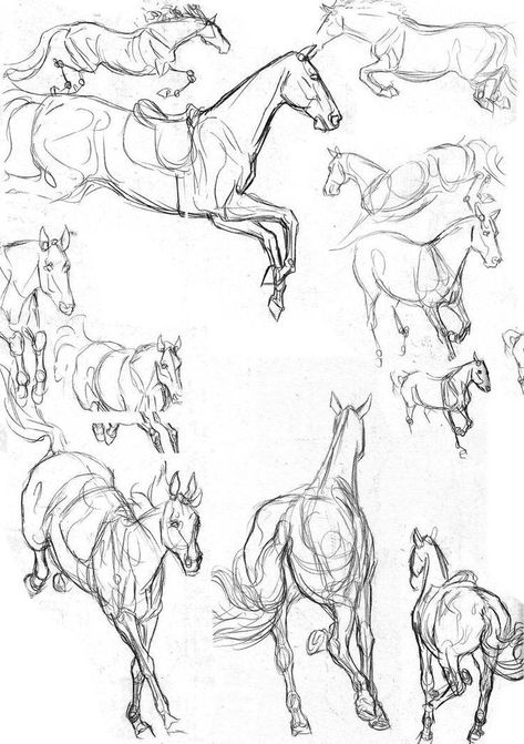 Horse Jumping Drawing, Drawing Motion, Horses Jumping, Drawing Horses, Horse Art Drawing, Jumping Horse, Horse Sketch, Horse Anatomy, Running Horse