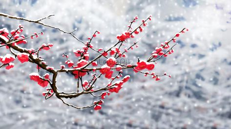 Winter plum blossom closeup illustration image_picture free download 401635675_lovepik.com Plum Illustration, Red Plum Blossom, Snow Painting, Chinese Flowers, Red Plum, Vi Design, Image File Formats, Tree Illustration, Free Picture