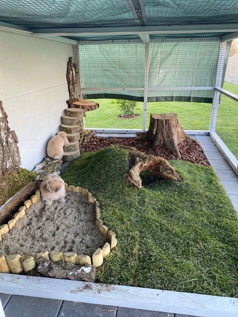 Kandang Hamster, Rabbit Shed, Rabbit Enclosure, Rabbit Habitat, Bunny Hutch, Bunny Room, Raising Rabbits, Pet Bunny Rabbits, Indoor Rabbit