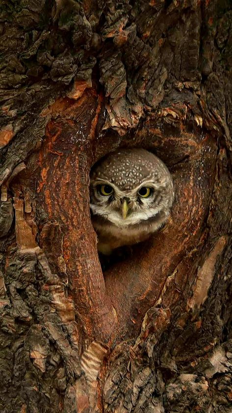 Spotted Owlet The spotted owlet is a small owl which breeds in tropical Asia from mainland India to Southeast Asia. A common resident of open habitats including farmland and human habitation, it has adapted to living in cities. They roost in small groups in the hollows of trees or in cavities in rocks or buildings. Owl In Tree, Nature Projects, Small Owl, Birds Of Prey, Forearm Tattoo, Cavities, Southeast Asia, Barn Wood, Small Groups