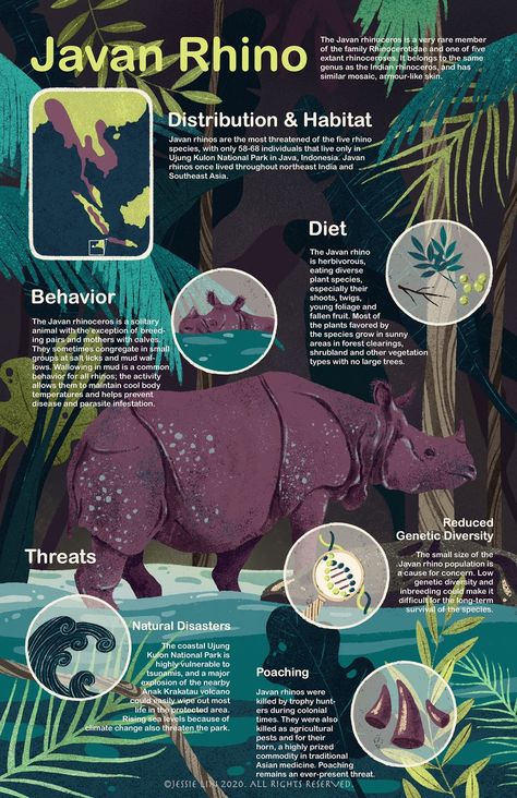 Infographic by Jessie Lin (ig: jessie916). Animal Information Poster, Nature Infographic Design, Science Infographic Design, Bird Infographic, Illustrative Infographic, Infographics Design Ideas, Nature Infographic, Wildlife Infographic, Javan Rhino