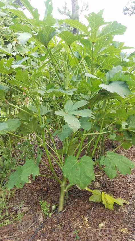 How to Grow Okra in Your Garden or Raised Bed - The Beginner's Garden Growing Okra In Raised Beds, Grow Okra, Growing Okra, Okra Plant, Growing Greens, Bush Beans, Southern Garden, Backyard Vegetable Gardens, Container Gardening Flowers