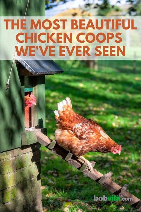 Backyard Chicken Coop Ideas, Chicken Hacks, Fancy Chicken Coop, Inside Chicken Coop, Urban Chicken Coop, Chicken Coop Ideas, Backyard Chicken Coop, Cute Chicken Coops, Small Chicken Coops