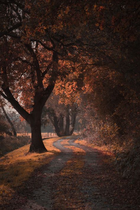 Vertical Landscape, Dirt Road, Autumn Beauty, Autumn Aesthetic, Samhain, Nature Aesthetic, Autumn Photography, In The Fall, Nature Photos