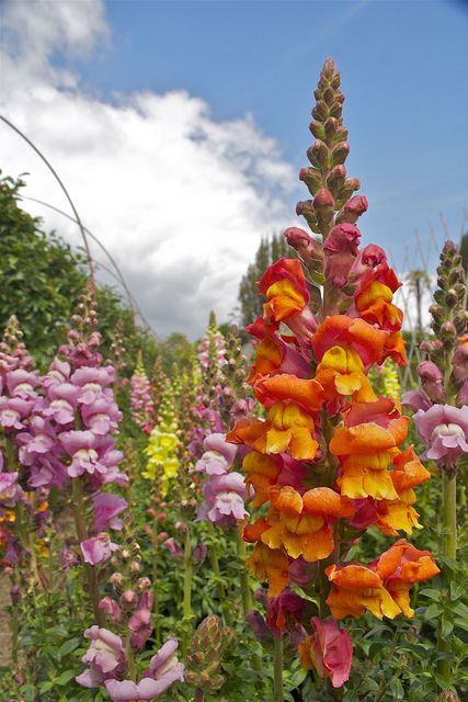 snapdragons, lost gardens of heligan. A place full of my favorite flowers, yes please! Snap Dragon Flowers Aesthetic, Snap Dragon Aesthetic, Snap Dragon Flowers Garden, Snapdragon Flowers Aesthetic, Snap Dragon Tattoo, Victorian Language, Snap Dragons, Snap Dragon, Snapdragon Flowers