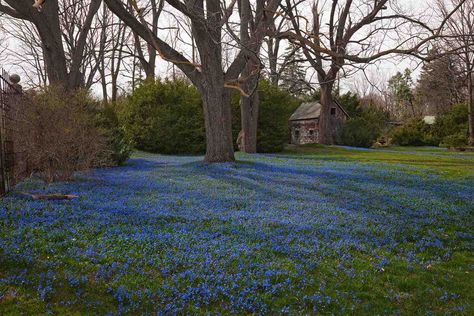 How to Naturalize Bulbs in a Lawn Spanish Bluebells, Glory Of The Snow, Rain Lily, Garden Catalogs, Fall Bulbs, House Gardens, Spring Flowering Bulbs, Tiny Plants, Garden Bulbs