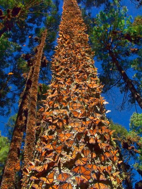 The Monarch of Crystal Falls Monarch Butterfly Migration, Butterfly Migration, Butterfly Tree, Butterfly Species, Strange Photos, Butterfly Pictures, Butterfly Wallpaper, Butterfly Garden, Monarch Butterfly