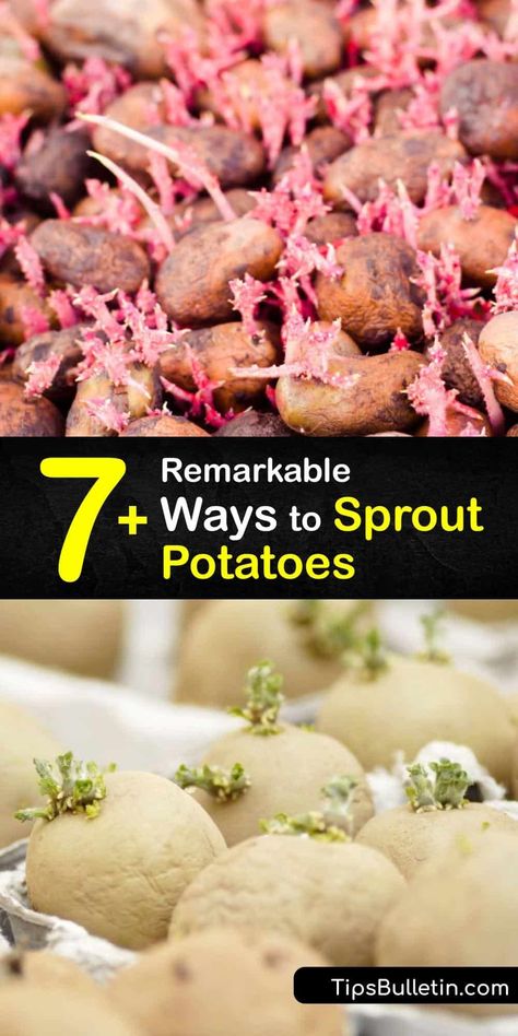 How To Sprout Potatoes For Planting, Planting Seed Potatoes, Sprouting Potatoes, Potatoes Growing, The Best Potatoes, Best Potatoes, Container Potatoes, Seed Potatoes, Growing Sweet Potatoes