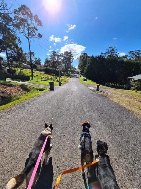 Relaxed Dog, Dog Walking Business, Multiple Dogs, Three Dogs, Southern Highlands, Dog Activities, One Summer, Service Animal, Windy City