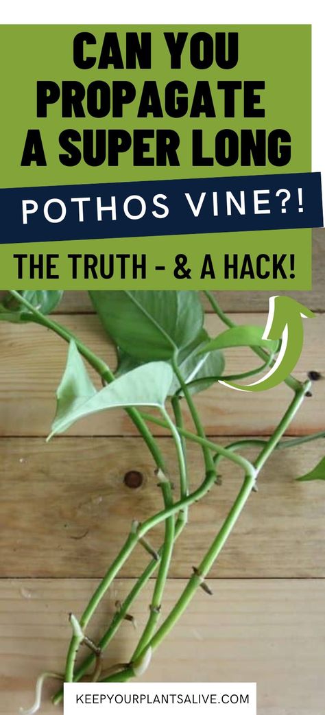 How To Propagate Pothos, Long Pothos, Pothos Plant Propagation, Propagating Pothos, Golden Pothos Care, Propagate Pothos, Pathos Plant, Pothos In Water, Pothos Plant Care