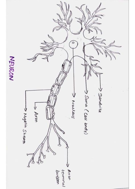 Structure Of Neuron Diagram, Structure Of A Neuron, Neuron Drawing Notes, Synapse Neurons Tattoo, Neuron Diagram Aesthetic, Neuron Tattoo Neuroscience, Neurons Aesthetic, Biology Drawing Art, Brain Neurons Art