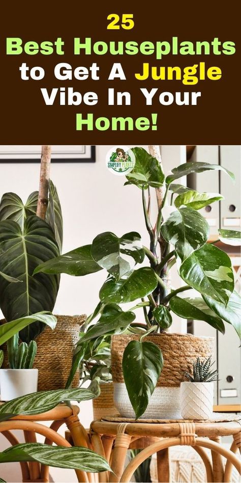 "Houseplant decor, Indoor gardening, Urban jungle, Plant care tips, Greenery 
inspiration, Botanical home, Plant styling, Indoor plant ideas, Houseplant 
aesthetic, Plant lover's paradise." Easy Plants To Grow Indoors, Plants To Grow Indoors, Jungle Oasis, Best Houseplants, Bring The Outdoors Inside, Jungle Vibes, Easy Plants To Grow, Household Plants, Green Oasis