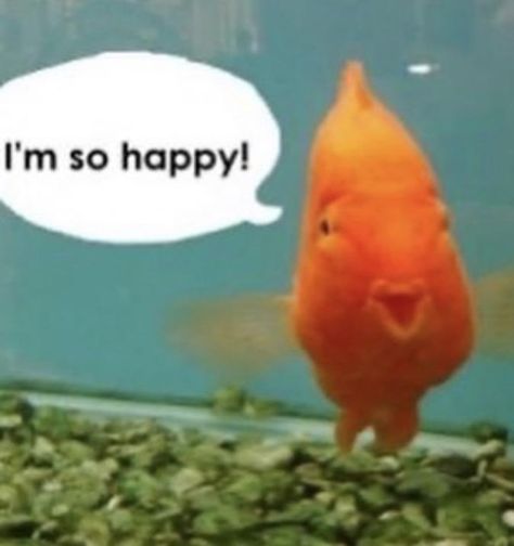 Fish Meme, Beach Stuff, Animals Pictures, Aquatic Life, Aquatic Animals, Silly Images, Animal Pics, Silly Animals, Fishing Humor