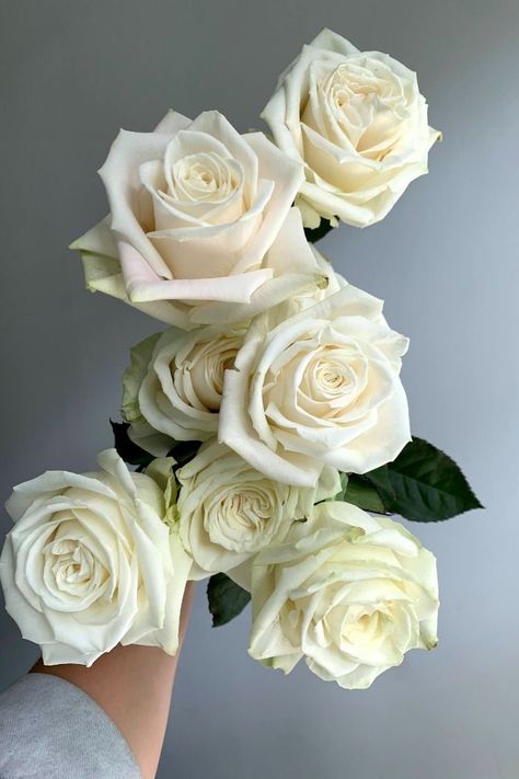 White Rose Varieties, Cappuccino Rose, Blue White Weddings, 2 Candle, White Hydrangeas, 2023 Design, Rose Varieties, Flower Guide, Ivory Roses