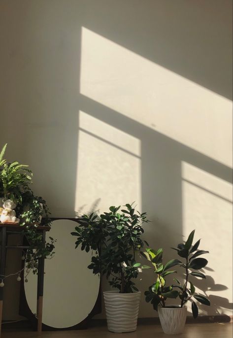 Aestetic home decor #plants #plantstagram #homedesign #home Plants Asthetic Picture, Plant Pics Aesthetic, Home Asthetics Photos, Plants Astethic, House Plant Astethic, Plant Shadow Aesthetic Wallpaper, Asthetics Photos, Home Decor Plants, Decor Plants