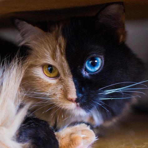 Is Quimera the 'Two-Faced' Cat the Most Beautiful — or the Freakiest — Feline You've Ever Laid Eyes on? Two Faced Cat, Cats Claw, Rare Cats, Cute Cat Breeds, Gorgeous Cats, Beautiful Cat Breeds, Unique Cats, Cat Colors, Cute Kittens