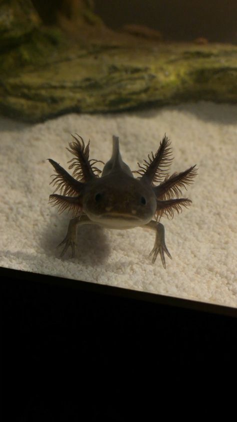 *Axolotl (Ambystoma mexicanum) is een salamander uit de familie molsalamanders (Ambystomatidae) Classroom Pets, Axolotl Cute, Salamanders, Animal Groups, Dark Eyes, Reptiles And Amphibians, Kawaii Drawings, Magical Creatures, Aquarium Fish