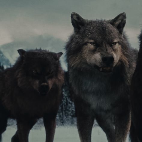 Alpha Werewolf Aesthetic, Twilight Wolves Aesthetic, Twilight Wolf Aesthetic, Quileute Aesthetic, Vampire And Werewolf Aesthetic, Male Face Claims Aesthetic, Jared Twilight, Twilight Wolf Pack Aesthetic, Paul Lahote Wolf