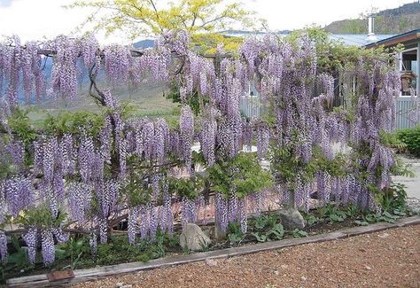 a Wisteria (cultivar not noted) trained - as on a fence. Wisteria Wall, Wisteria Trellis, Wisteria Garden, Wisteria Tree, Hot Tub Garden, Garden Vines, Public Garden, Fruit Garden, Garden Trellis