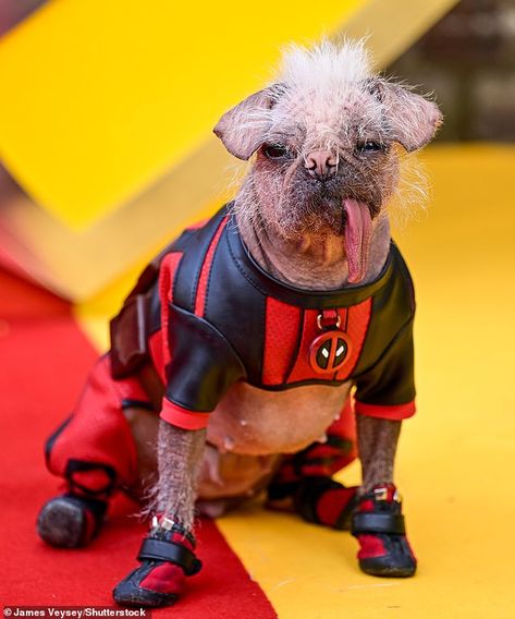 Britain's 'ugliest' dog Peggy got her red carpet moment as Ryan Reynolds held her in his arms for the Deadpool & Wolverine film sneak peek in London on Thursday Dog Pool Deadpool, Deadpool Dog, Marvel Jesus, Wolverine Film, Ugliest Dog, Deadpool Artwork, Ryan Reynolds Deadpool, Wolverine Deadpool, Deadpool Funny