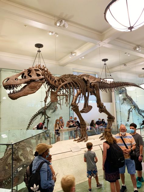 Dino Museum, Dinosaur Exhibition, Dinosaur Museum, American Museum Of Natural History, Dinosaur Skeleton, Museum Of Natural History, Dinosaur Fossils, City Trip, Zoology