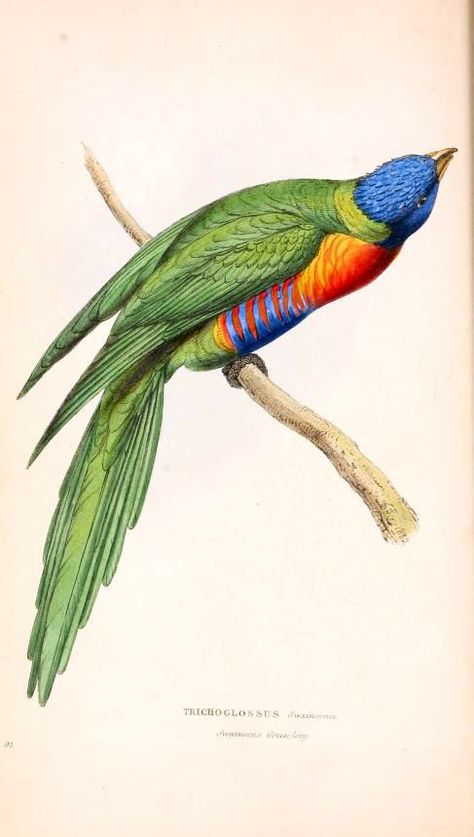 Zoological illustrations, or, Original figures and descriptions of new, rare… Fauna Illustration, Bird Illustrations, Science Illustration, Illustration Botanique, Interesting Animals, Colorful Bird, Scientific Illustration, Arte Animal, Bird Illustration