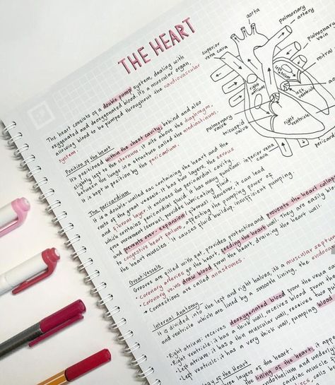 Aesthetic Notes Nursing, Heart Study Notes, Heart Notes Aesthetic, College Notes, Aesthetic Notes, Bullet Journal Notes, Revision Notes, Medical School Studying, School Organization Notes