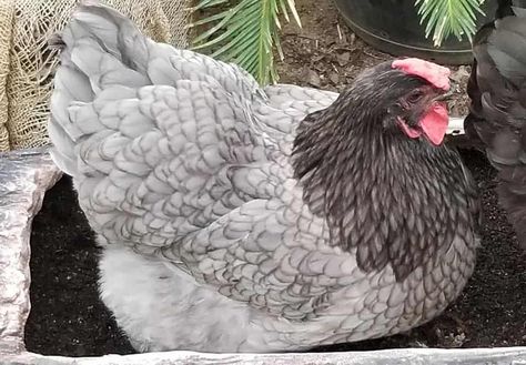 Sapphire gem Chicken: Eggs, Height, Size and Raising Tips Grey Chicken Breeds, Saphire Gems Chicken Eggs, Sapphire Gem Chicken, Fancy Hens Chicken Breeds, Blue Australorp Chickens, Wyandotte Chickens, Chicken Egg Colors, Silver Laced Polish Chickens, Plymouth Rock Chicken