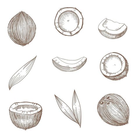 Coconut hand drawn sketch. Whole and half coconuts and palm leaves. Coconut Outline, Coconut Line Art, Coconut Sketch, Coconut Doodle, Coconut Icon, Coconut Drawing, Coconut Tattoo, Coconut Vector, Coconut Wine