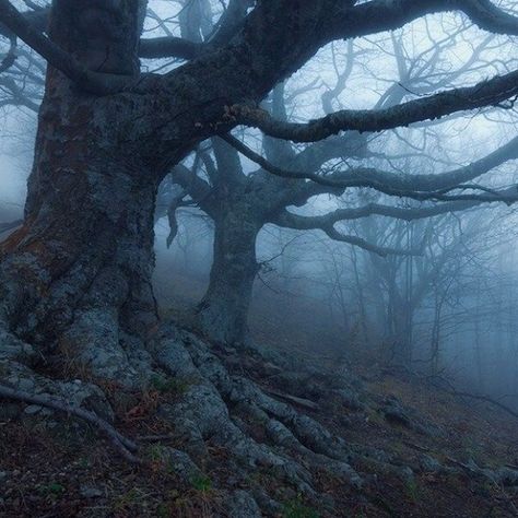 The wilderness calls me like the wild goddess within to lose myself and find myself again. . . . . . . . . #witchesofinstagram #witch #witchy #witchyvibes #witchythings #paranormal #occult #occultism #magickal #spells #witchesofinsta #magical #jianawessel #jianawesselmusic Dark Naturalism, Forest Adventure, Foggy Forest, Mystical Forest, Dark Forest, Nature Aesthetic, Enchanted Forest, Dark Aesthetic, Beautiful Nature