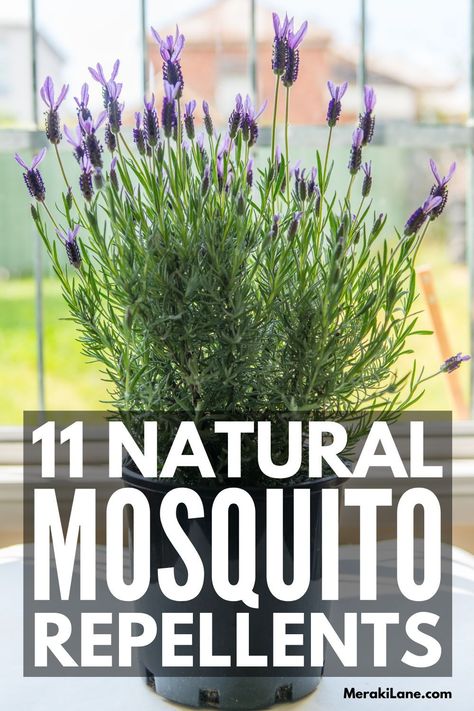 11 Natural Mosquito Repellents You Need This Summer | Mosquito bites are a part of summer many could do without. Whether you're looking for a list of the best essential oils to pack for a camping trip, need a DIY homemade spray to take with you on a hiking trail, or want ideas on the best mosquito repelling plants and candles for your backyard, this post has everything you need to know. Safe for babies, for dogs, for kids, and for adults, these tips and hacks are a summer lifesaver! Mosquito Repelling Essential Oils, Plants And Candles, Types Of Basil, Dogs For Kids, Mosquito Repelling, Growing Rosemary, Thyme Essential Oil, Thyme Oil, Natural Mosquito Repellant