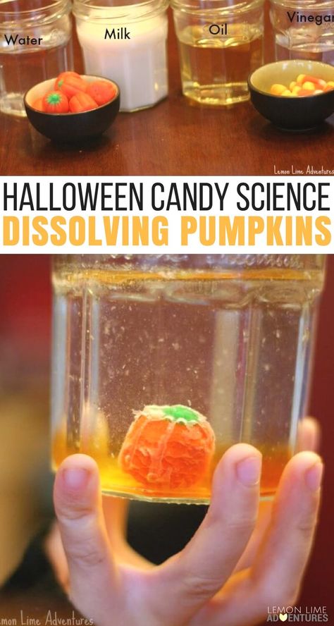 Dissolving Candy Pumpkins: Super Fun Halloween Science for Kids Candy Pumpkins, Candy Science, Pumpkin Science, Fall Science, Halloween Stem, Halloween Science, Pumpkin Activities, Kid Experiments, Halloween Preschool