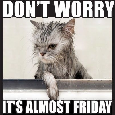 ALMOST FRIDAY | It's Almost Friday Pictures, Photos, and Images for Facebook… Almost Friday Meme, Tgif Meme, Funny Thursday Quotes, Thursday Meme, Tgif Funny, Tomorrow Is Friday, Thursday Humor, Happy Friday Eve, Friday Meme