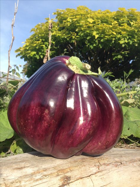 #GIANT #huge #purple #aubergine #eggplant #harvested from the #vegetable #patch going to make a hearty #meal ready for #dinner ! Giant Vegetable, Vegetable Patch, Future Inspiration, Green Giant, Hearty Meal, Giant Food, Natural Lifestyle, Natural Home, East Africa