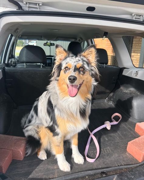 Australian Shepherd Aesthetic, Australia Shepherd, Dog Sanctuary, Australian Girl, American Shepherd, Cute Dogs Images, Aussie Puppies, Cute Dog Photos, Instagram People