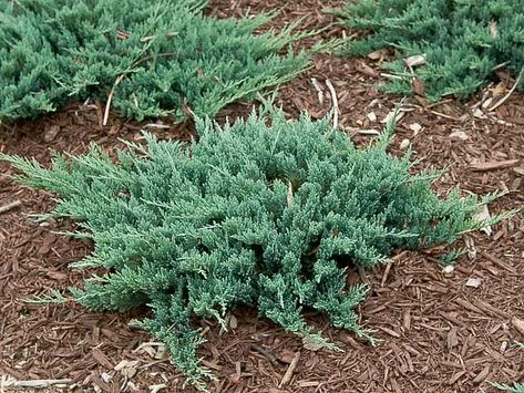 Blue Chip juniper Blue Chip Juniper, Juniper Bush Landscaping, Juniper Landscaping, Ditch Landscaping, Condo Garden, Xeriscape Ideas, Juniper Shrub, Juniper Bush, Hedges Landscaping