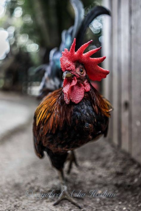 Best Egg Laying Chickens, Egg Laying Chickens, Chicken Pictures, Farm Photography, Chickens And Roosters, Pet Photography, Raising Chickens, Animal Wallpaper, Animal Photo