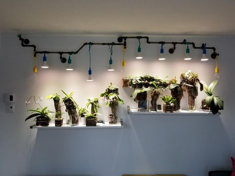 Review/Results using IKEA VÄXER LED plant grow bulb PAR30 E26 - Orchid Board - Most Complete Orchid Forum on the web ! Diy Luminaire, Indoor Grow Lights, Growing Bulbs, Grow Light Bulbs, Grow Lights For Plants, Growing Plants Indoors, Plant Decor Indoor, Plant Aesthetic, House Plants Decor