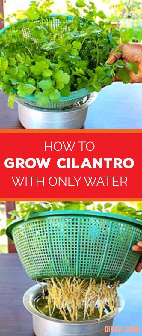 Grow Cilantro In Water, Herb Planter Ideas Indoor, Cilantro In Water, How To Grow Cilantro, Grow Cilantro, Easy Gardening Ideas, Cilantro Seeds, Growing Cilantro, Hydroponic Growing